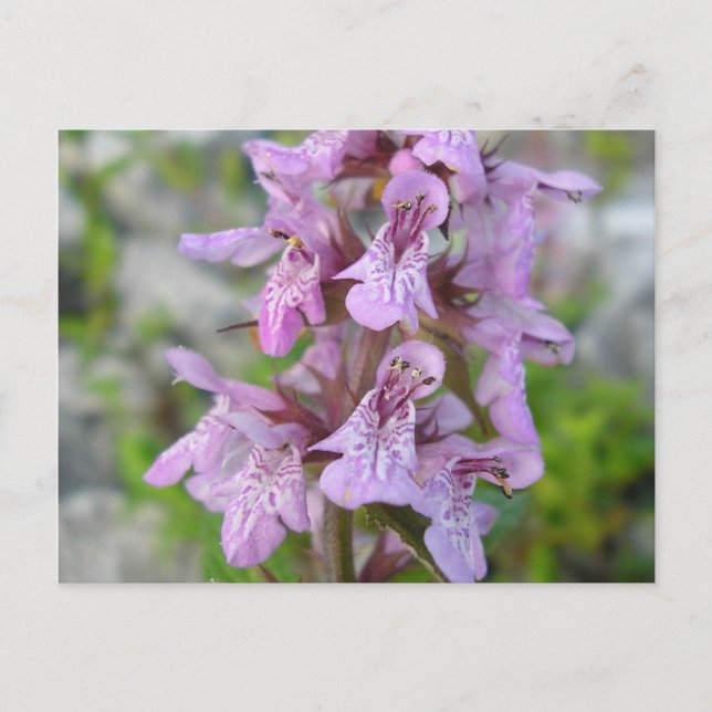 Epiaire des marais (2) vykort (Framsida)