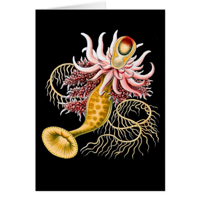 Epibulia Hälsningskort (Framsidan)