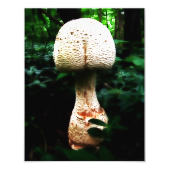 Epic Mushroom Fototryck (Framsidan)