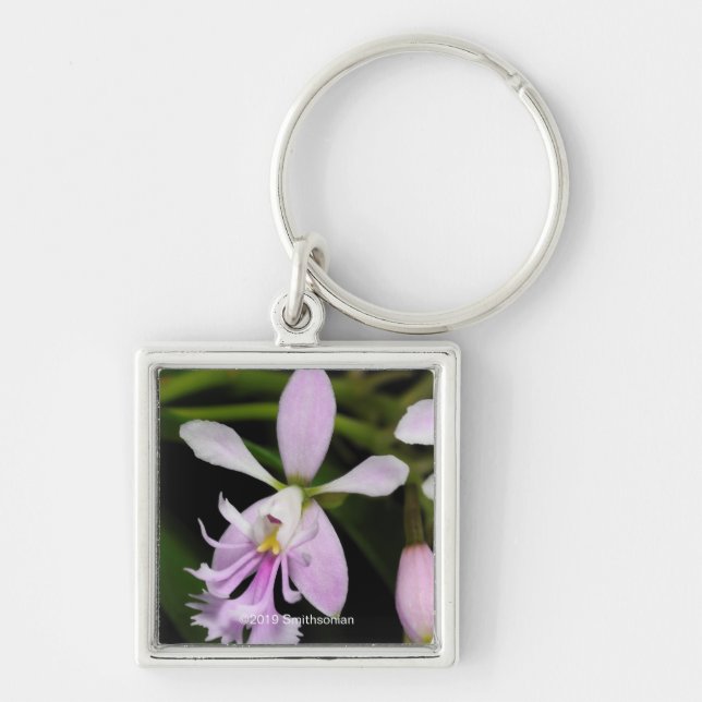 Epidendrum caligarium fyrkantig silverfärgad nyckelring (Framsidan)