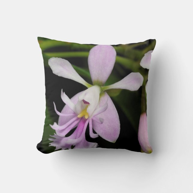 Epidendrum caligarium kudde (Framsida)