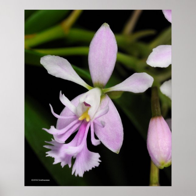 Epidendrum caligarium poster (Framsidan)