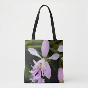 Epidendrum caligarium tygkasse