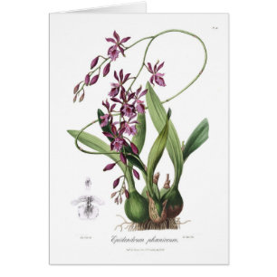 Epidendrum Phœniceum Hälsningskort