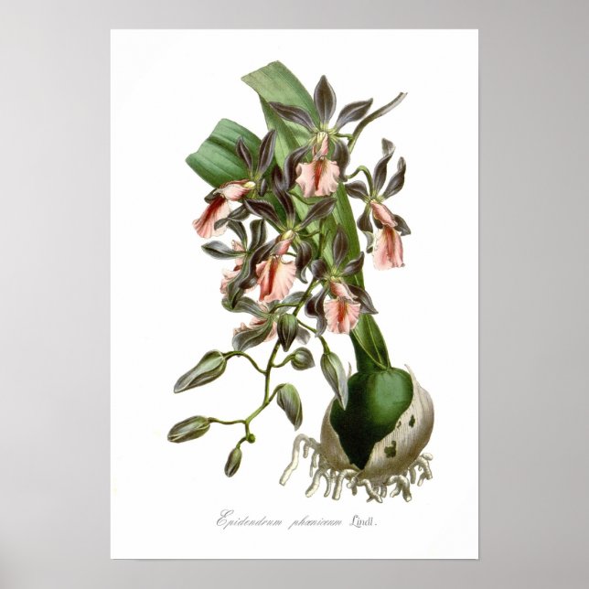 Epidendrum phoeniceum poster (Framsidan)