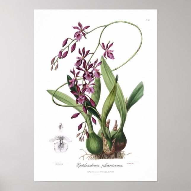 Epidendrum Phoeniceum. Poster (Framsidan)