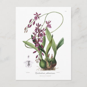 Epidendrum phoeniceum vykort