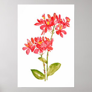 Epidendrum radicans orange ground orchid water col poster