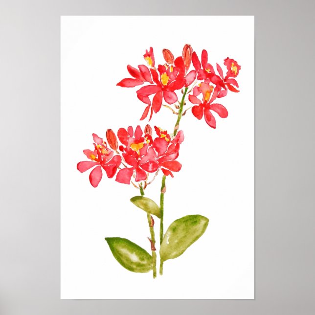 Epidendrum radicans orange ground orchid water col poster (Framsidan)