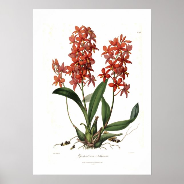 Epidendrum Vitellinum Poster (Framsidan)