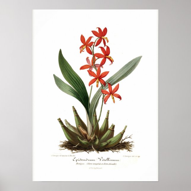 Epidendrum vitellinum poster (Framsidan)