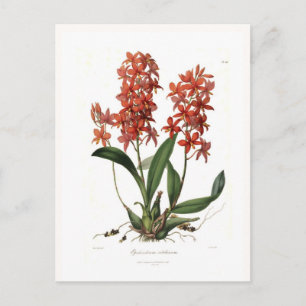 Epidendrum vitellinum vykort