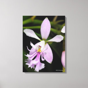 Epidendrumcaligarium Canvastryck