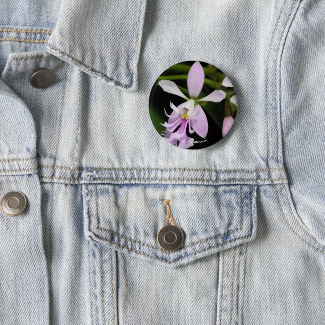 Epidendrumcaligarium Knapp (In Situ)