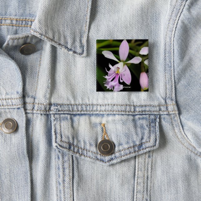 Epidendrumcaligarium Knapp (In Situ)