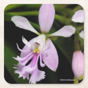 Epidendrumcaligarium Underlägg Papper Kvadrat