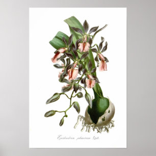 Epidendrumphoeniceum Poster
