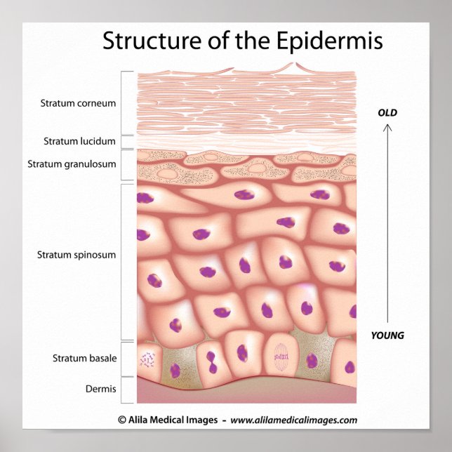 Epidermer Poster (Framsidan)