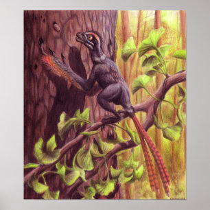 Epidexipteryx tryck