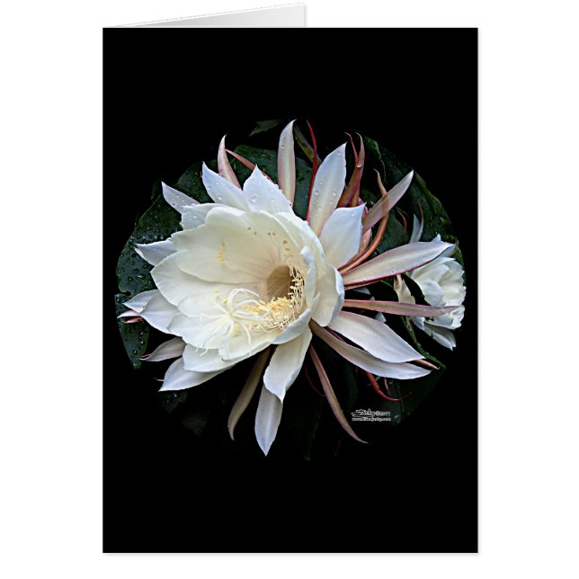 Epifyt Kaktus Blomma OBS Kort (Framsidan)