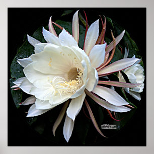 Epifyt Kaktus Blomma Poster