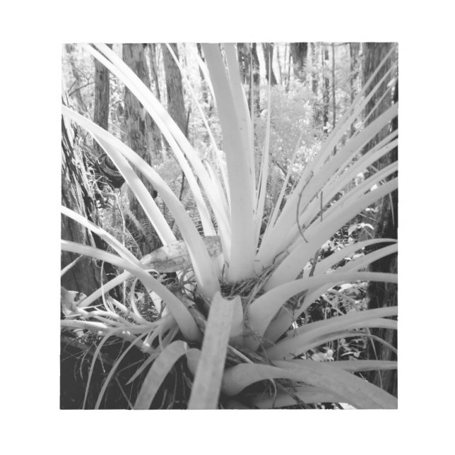 Epifytisk tillandsia är vanligt i Florida. Anteckningsblock (Framsida)