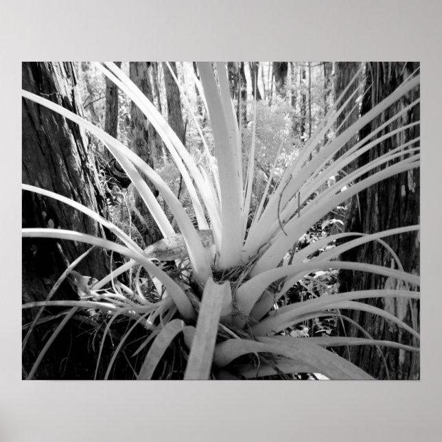 Epifytisk tillandsia är vanligt i Florida. Poster (Framsidan)