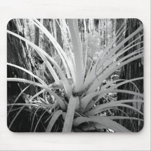 Epifytiska tillandsia är vanliga i Florida, Musmatta