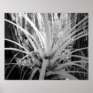 Epifytiska tillandsia är vanliga i Florida, Poster