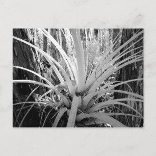 Epifytiska tillandsia är vanliga i Florida, Vykort