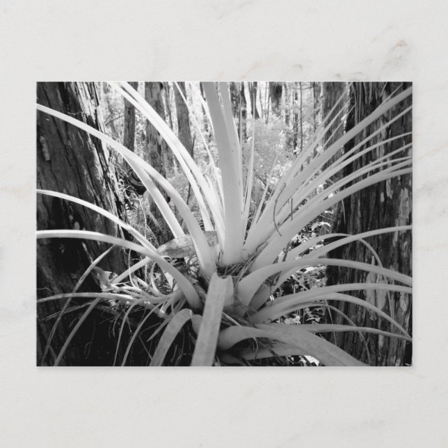 Epifytiska tillandsia är vanliga i Florida, Vykort (Framsida)