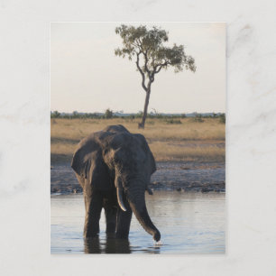 Epipettkort för afrikansk elefant vykort