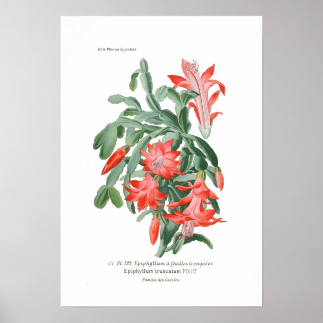 Epiphyllum truncatum poster (Framsidan)