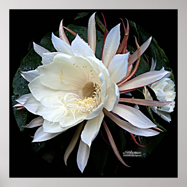 Epiphyte Cactus Flower Poster (Framsidan)