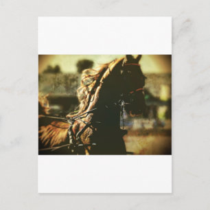 Equestrian Ren effekt Vykort