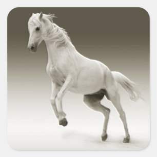 Equestrian White Mare Horse Fyrkantigt Klistermärke