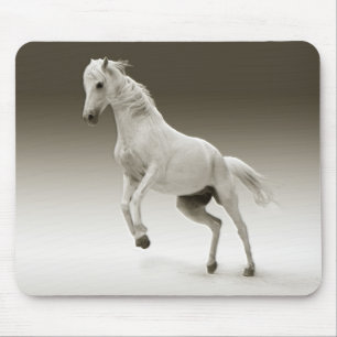 Equestrian White Mare Horse Musmatta