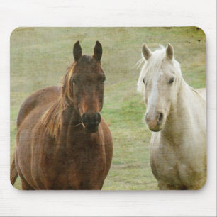 Equine Buddies Musmatta