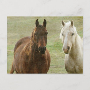 Equine Buddies Vykort