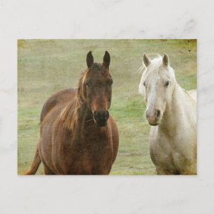 Equine Buddies Vykort