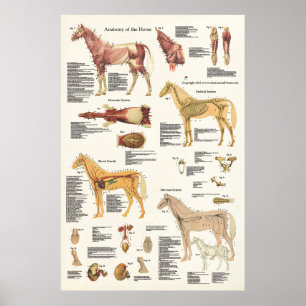 Equine formaterar den stora anatomiaffischen för poster