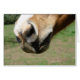Equine näsa hälsningskort (Framsidan Horizontal)