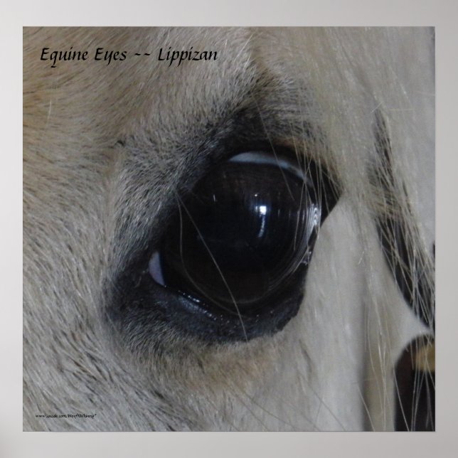Equine Öga - Lippizan Poster (Framsidan)