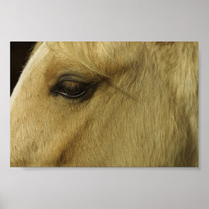 Equine Öga Poster
