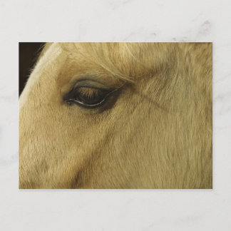 Equine Öga Vykort
