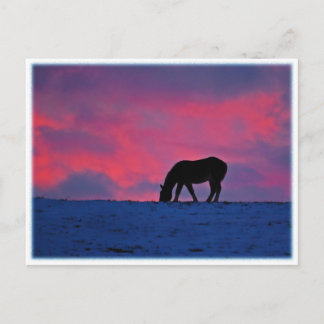 Equine Silhouette Vykort