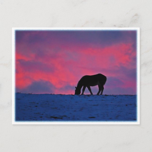 Equine Silhouette Vykort (Framsida)