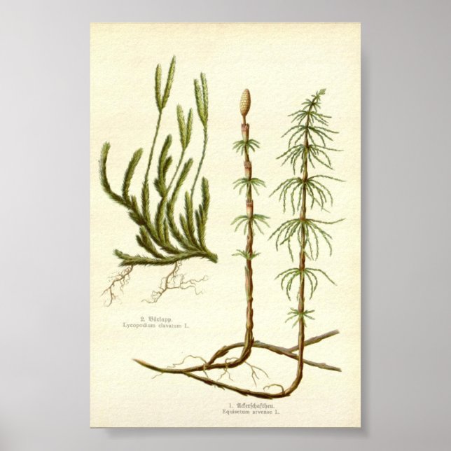  Equisetum arvense &  Lycopodium clavatum Poster (Framsidan)
