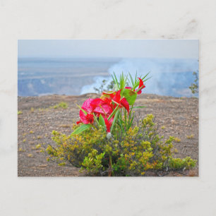 Erbjudande till Pele, Hawaiian Volcano Goddess Vykort