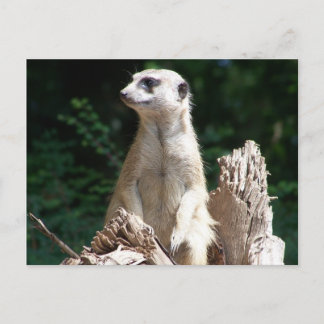 Erdmännchen Vykort